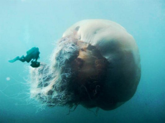 giant-jelly-fish-deep-ocean-life-form